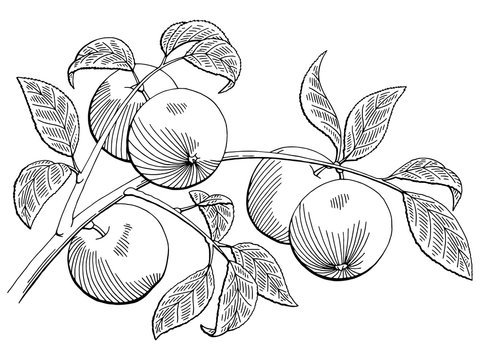 Apple graphic black white isolated sketch illustration vector