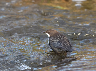 Dipper - Cinclus cinclus