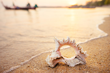 Obraz na płótnie Canvas Big sea shell in water on the sand beach.