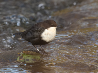 Dipper - Cinclus cinclus