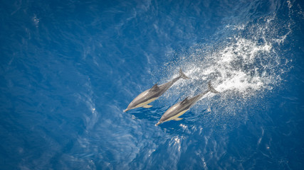 Springende Delfine im Südpazifik © Marcel