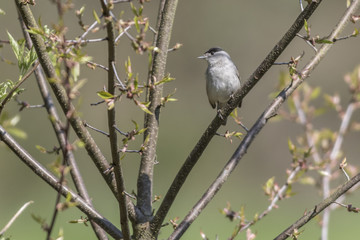 Mönchsgrasmücke (Sylvia atripacilla)