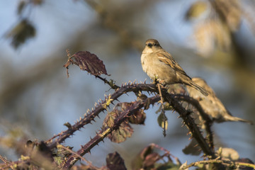 Haussperling (Passer domesticus)