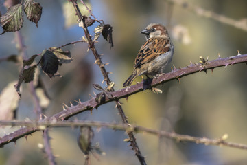 Haussperling (Passer domesticus)