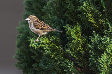 Haussperling (Passer domesticus)