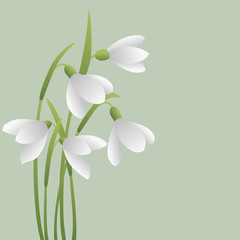 Bunch of white snowdrops. The first spring flowers. Floral background. Vector illustration
