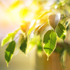 twinkling lights vivid color blurred bokeh spring from fig leaf background