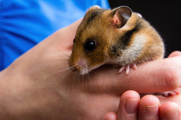 Cute little hamster