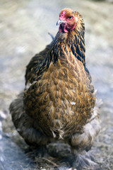 Brahma Hens in a free range farm.