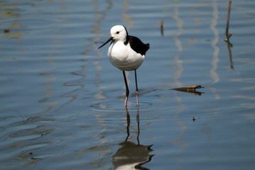 Obraz premium black winged stilt in shallow water with reflection