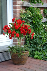 Rosenstämmchen rot 3