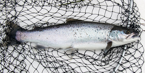 Fresh caught sea trout in landing net