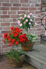 Rosenstämmchen rot und rosa 16