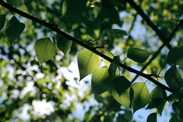 Fresh green leaves of trees on clear blue sky