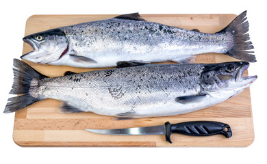 Fresh sea trouts ready for filleting