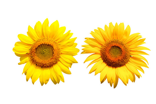 sunflower on white background with clipping path.