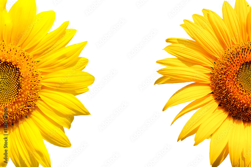 Sticker sunflower on white background with clipping path.