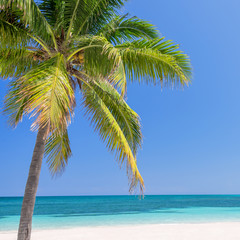 Fototapeta na wymiar Beach with palm trees, caribbean sea
