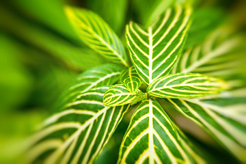 Tropical green leaf texture background, Vintage tone