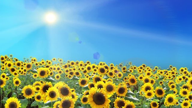 ひまわり畑と夏の太陽_浮遊_ループ