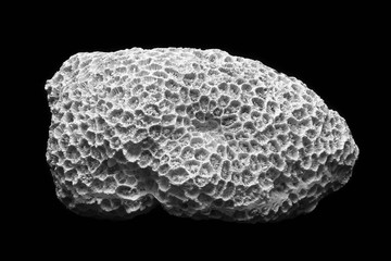 Fototapeta premium Petrified coral on black background
