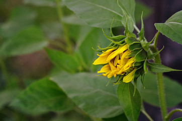 Sunflower begins to bloom. Sunflower background with copy space. Young sunflower close-up side view