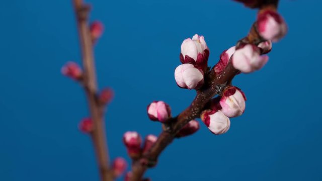 blooming branch of apricot tree
