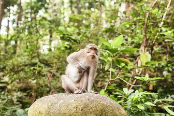monkey in Asian rainforest
