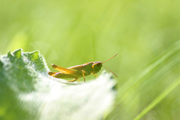 little grasshopper on grass