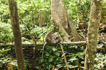 monkey in Asian rainforest