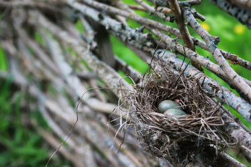 bird nest in nature