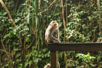 monkey in Asian rainforest