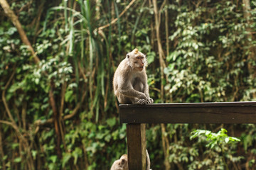 monkey in Asian rainforest