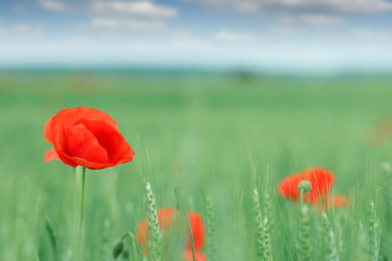 Obraz premium poppy flower on field spring season