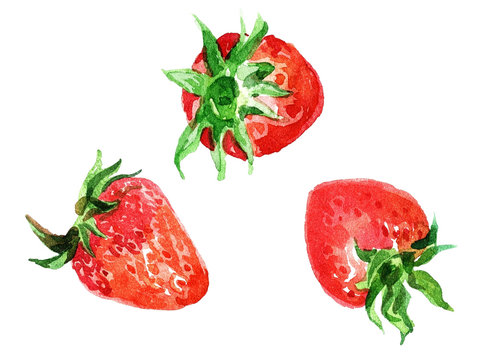Three fresh strawberries painted with watercolors on white background.