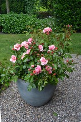 Fototapeta na wymiar Rose im Kübel im Garten 