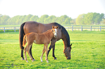 親子サラブレッド