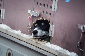 Long distance siberian sleddog in cage waiting for a race in Norway