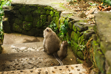 monkey in Asian rainforest