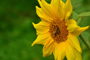 Bee collects pollen from the sunflower, side view. Summer floral background with copy space