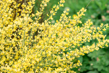 Yellow bush Spartium junceum