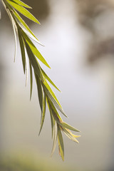 Green fresh plants grass closeup for background, Weeping Willow Chaina, Abstract background