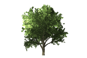 Obraz premium tree on white background with clipping path. 