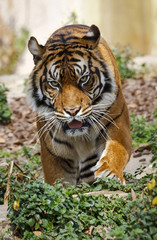 Sumatran tiger panthera tigris sumatrae
