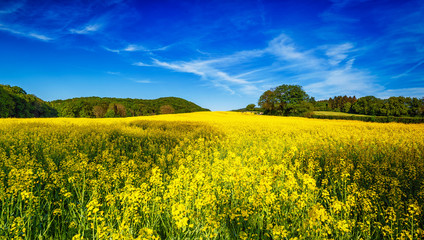 Rapsfeld