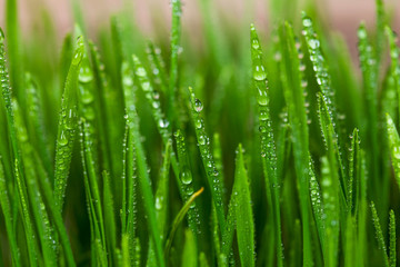 Fototapeta na wymiar Wheatgrass, Sprout and blurry background.