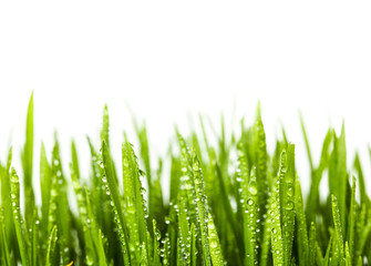 Fototapeta na wymiar Wheat grass on white background