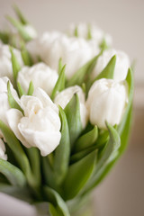 white tulips