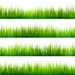 Grass isolated on white set. Green meadow. Nature background. Spring, summer time.