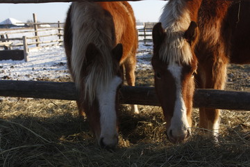 horses, horse, cat, cat, mane
